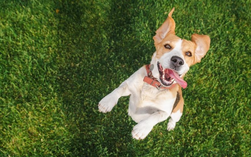 a dog running in the grass